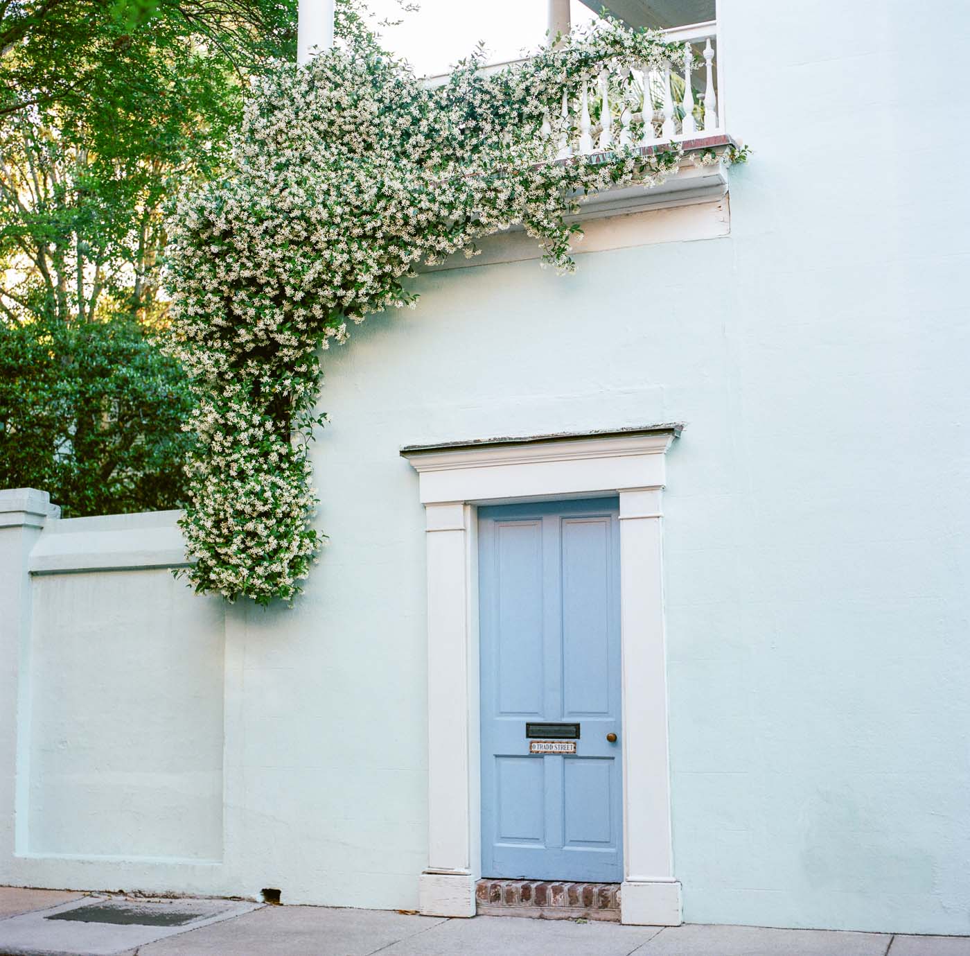 Film photograph of a historic Charleston South Carolina home with jasmine growing around its door on Tradd Street 