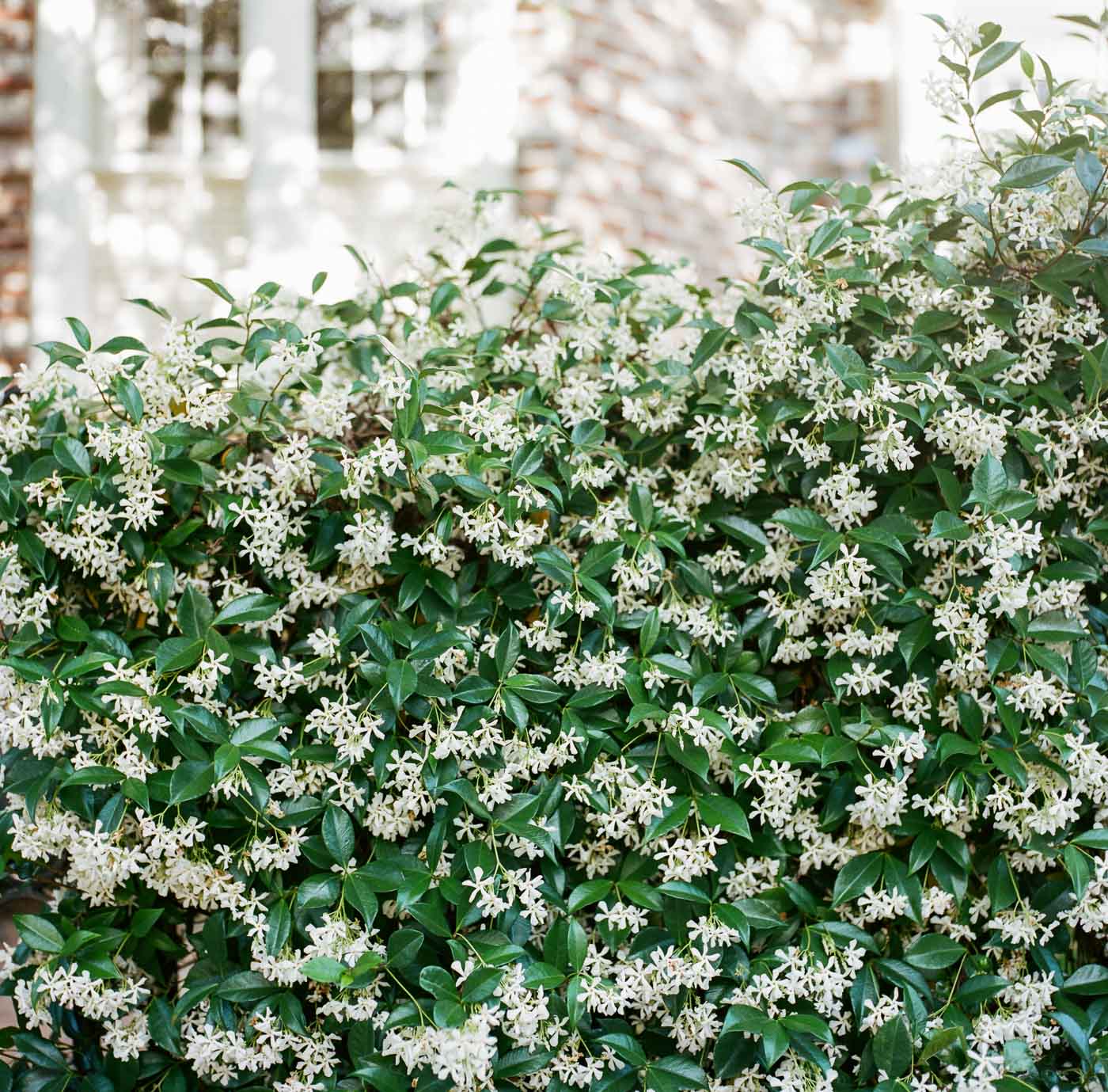 Film photograph of jasmine flowers blooming in Charleston South Carolina