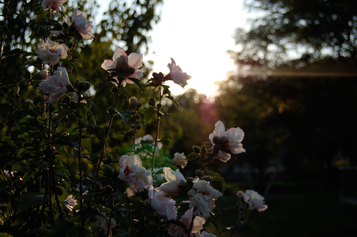 Flowers against a sunset
