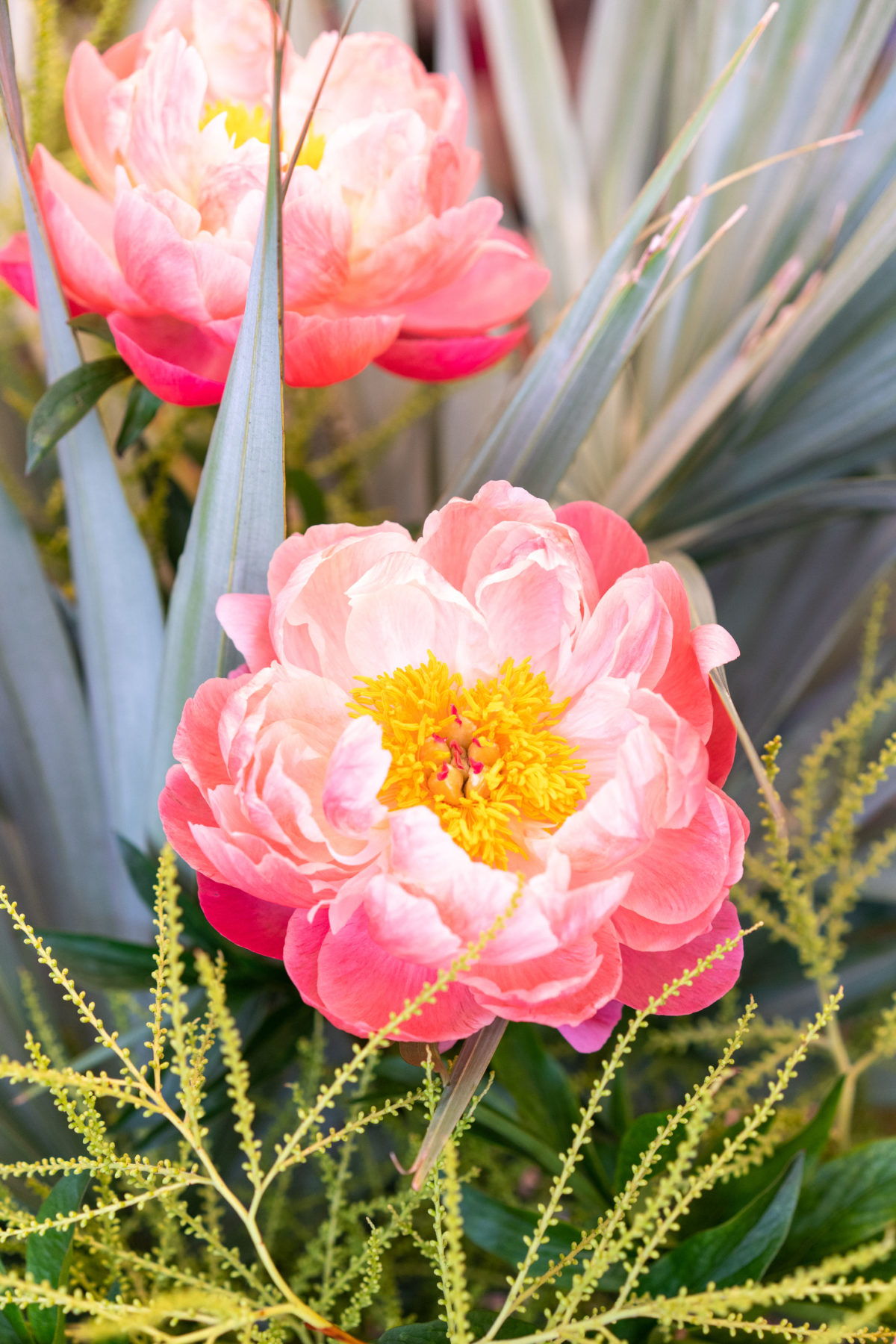 Peonies at the Amanda Lindroth Charleston store opening party