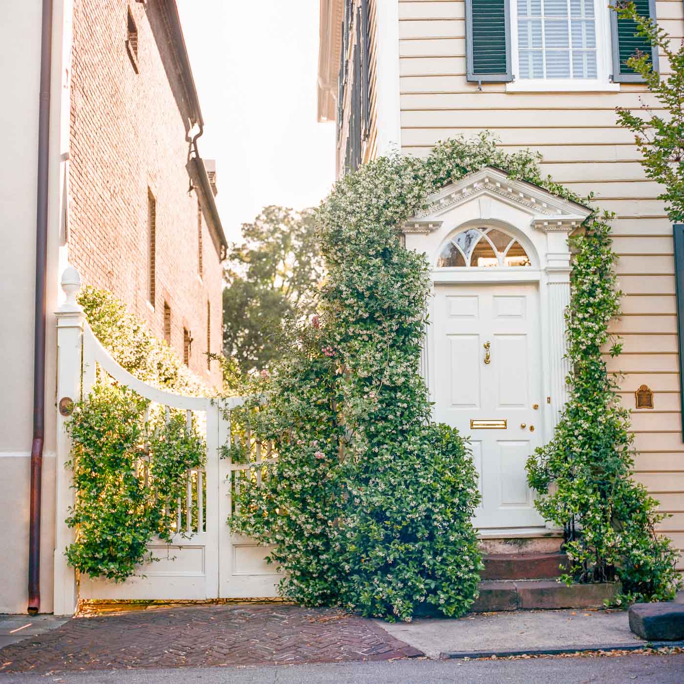 Film photograph of a historic Charleston South Carolina home covered in jasmine