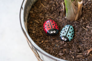 Two painted garden rocks that look like ladybugs sitting in an outdoor planter