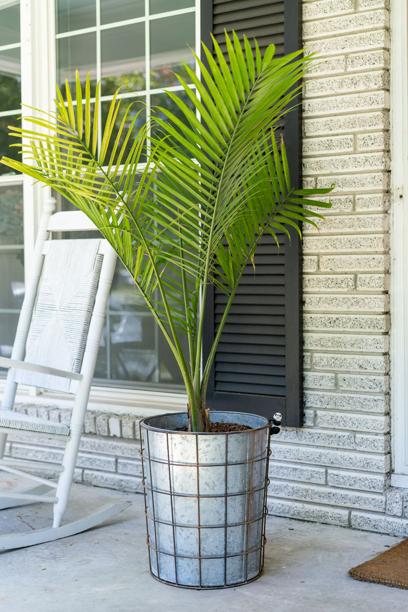 A galvanized metal planter with a Majesty palm