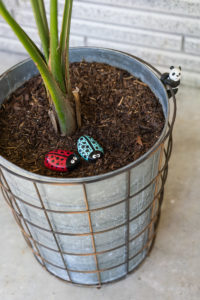 Two painted garden rocks that look like ladybugs in a galvanized metal planter