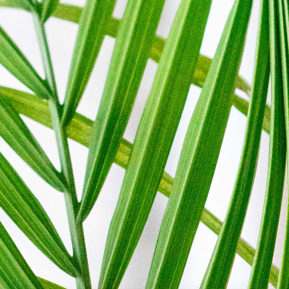 Detail image of a palm plant to show how grain in ISO shows up on photographic images.