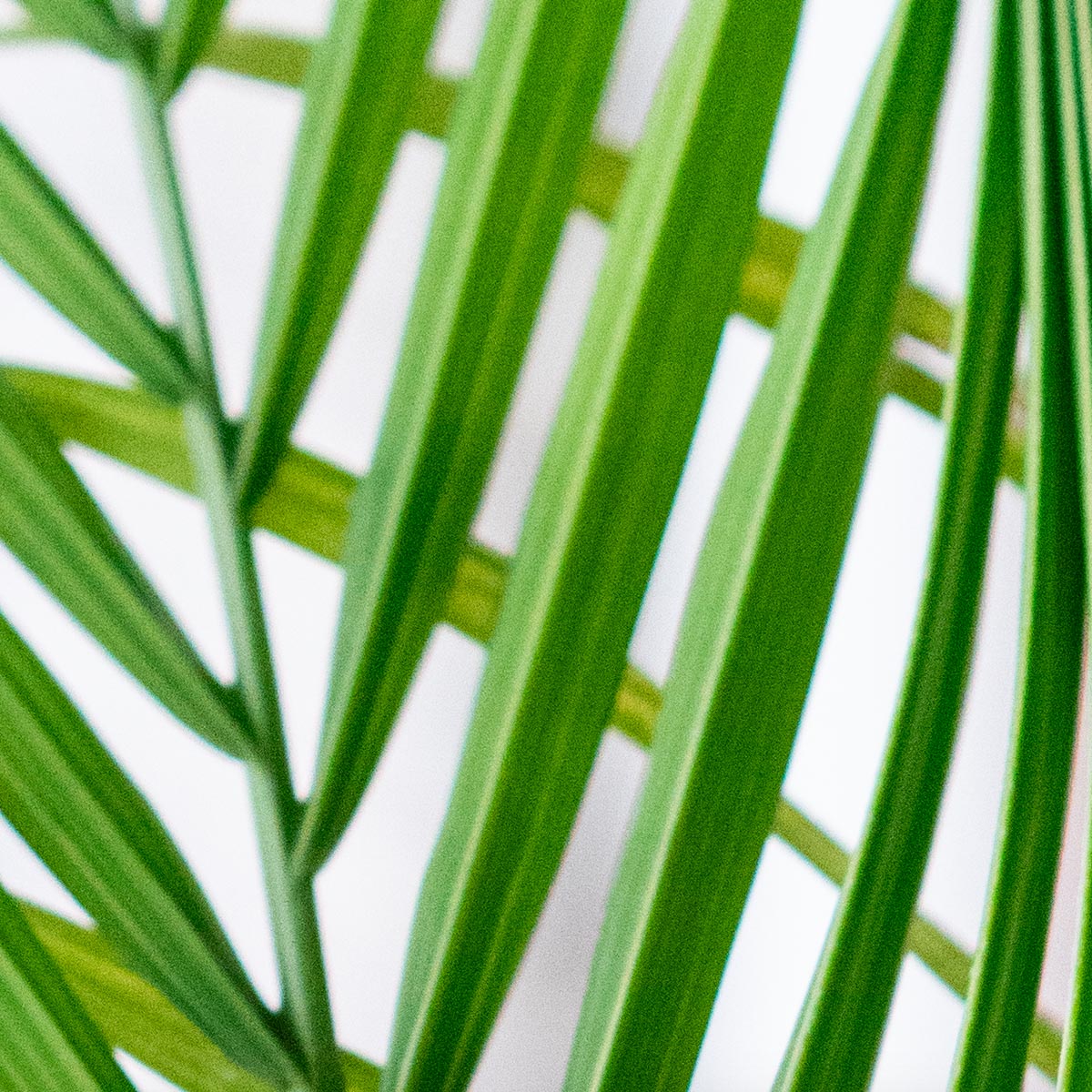 Detail image of a palm plant to show how grain in ISO shows up on photographic images.
