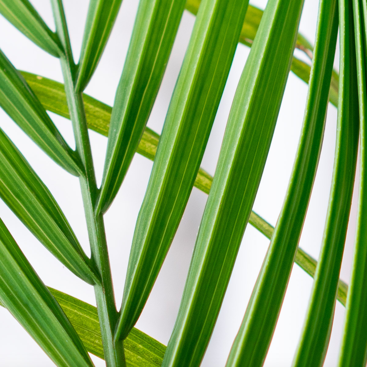 Detail image of a palm plant to show how grain in ISO shows up on photographic images.