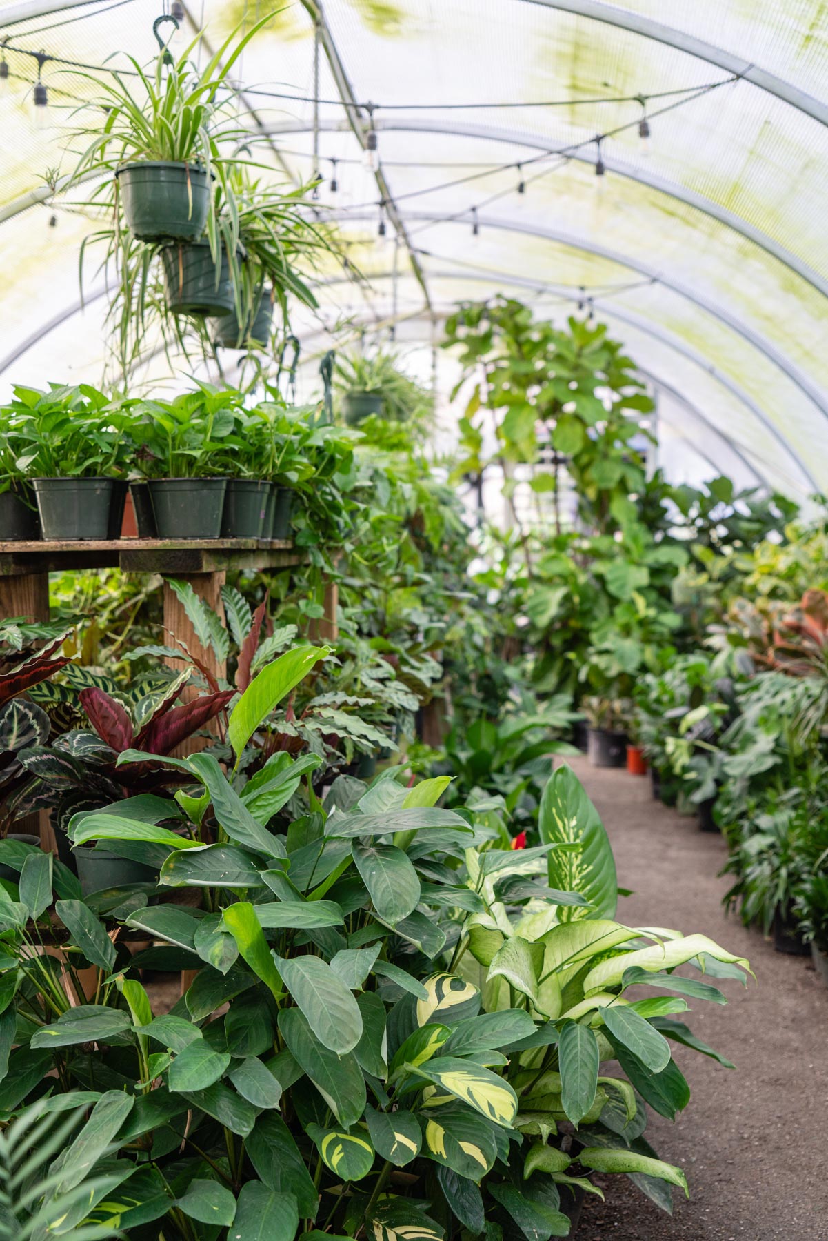Plants in a greenhouse at Meeting Green in Charleston, South Carolina. 